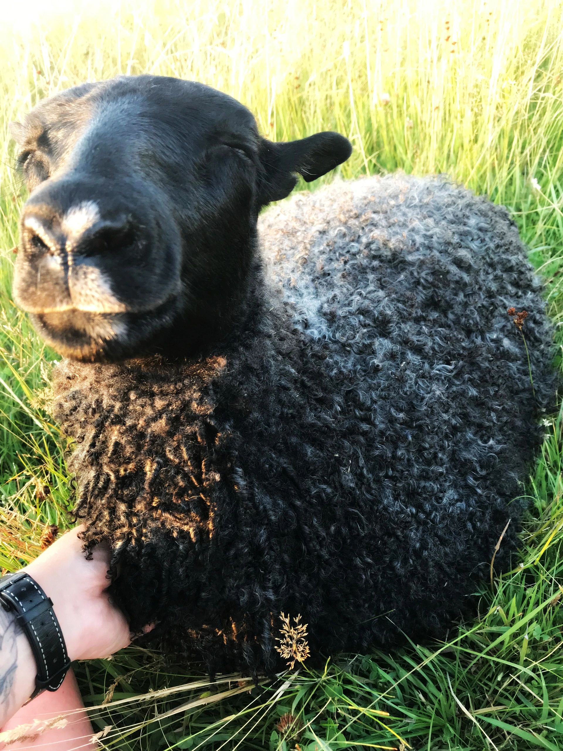4 Fine Sheep